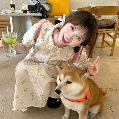 内战圣伯纳犬